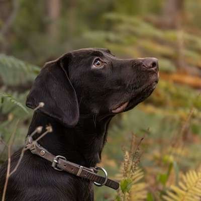 Hundetreffen-Hundefreunde für Mali-Bild