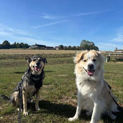 Hundetreffen-Hundebegegnungen auf Distanz-Bild