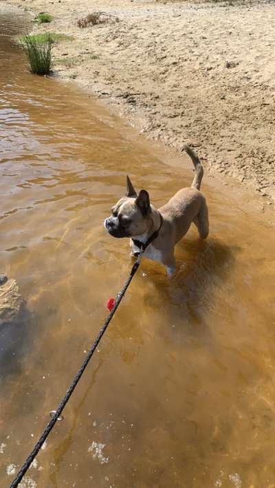 Hundetreffen-Sozialisierung-Bild