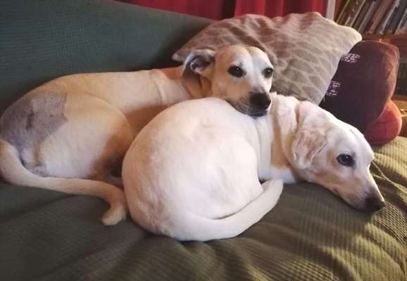 Labradorfans-Beitrag-Bild