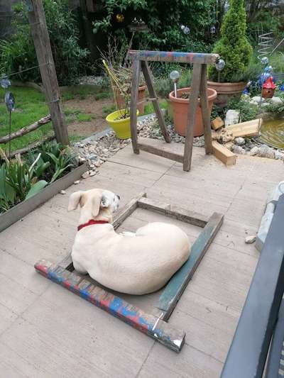 Zeigt eure verrücktesten Hundebilder-Beitrag-Bild