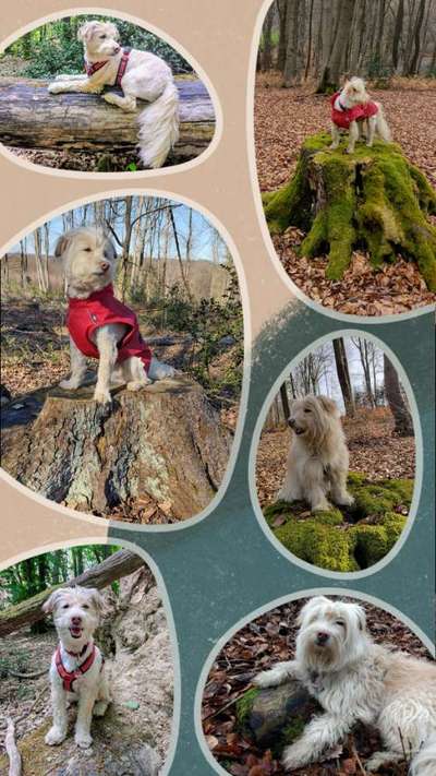 31. Collagen Challenge - Bänke/ Steine /Baumstümpfe-Beitrag-Bild