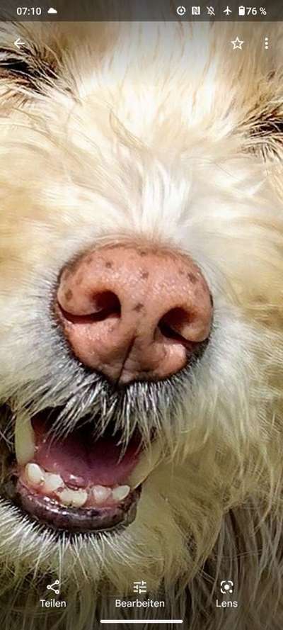 42. Handy Fotochallenge - Den richtigen Riecher haben-Beitrag-Bild