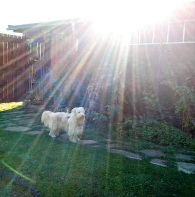 Dogorama Photo Challenge - Herzenshund-Beitrag-Bild