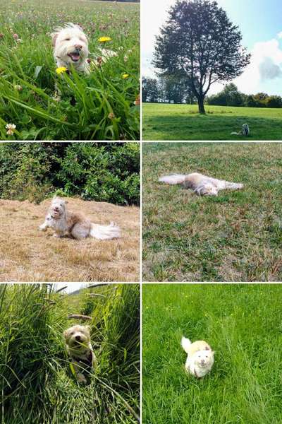 39. Collagen Challenge - Dein Hund auf einer Wiese-Beitrag-Bild