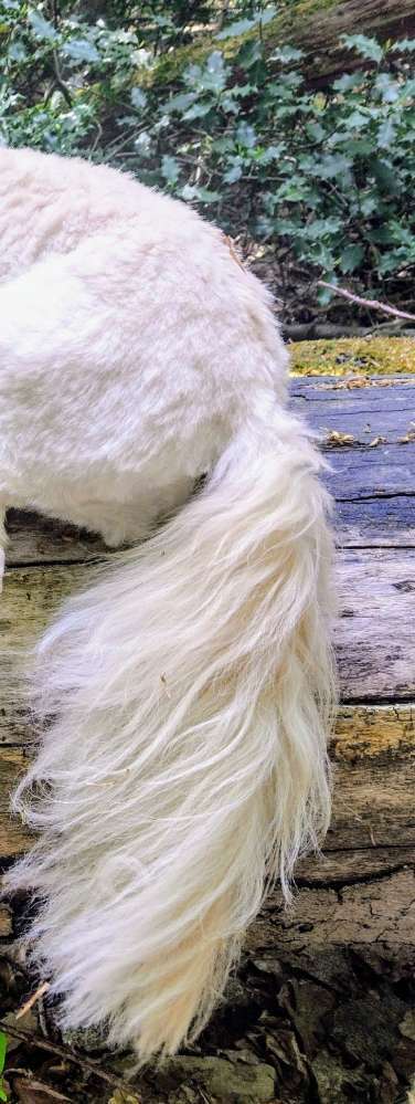 Dogorama Photo Challenge - Details Ganz nah-Beitrag-Bild