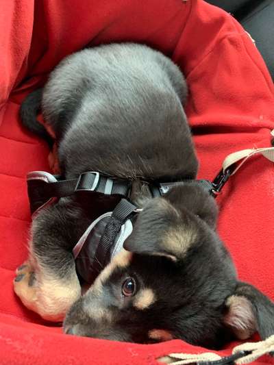 Welpen Bilder !-Beitrag-Bild