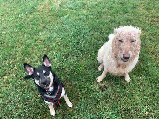 Dogorama-Monats-Challenge-Mai "Wasser"-Beitrag-Bild