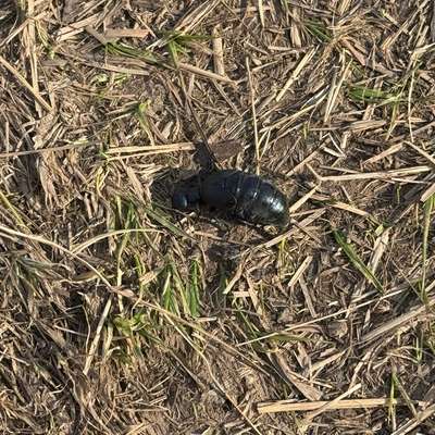 Giftköder-Ölkäfer-Bild