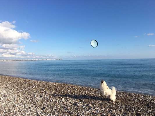 Hund abgegeben, weil Urlaub anstand? Leider kein Witz 😳-Beitrag-Bild