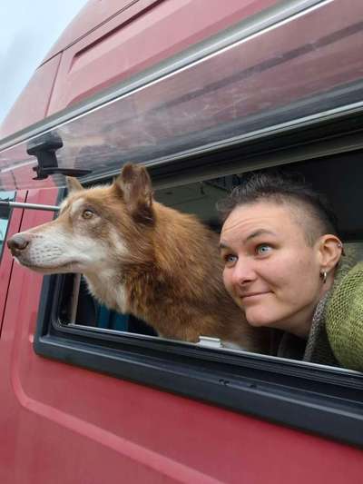 👀 Doppelgänger-Alarm: Siehst du deinem Hund ähnlich? Oder teilt ihr denselben Charakter? 🐾-Beitrag-Bild