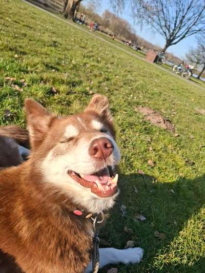 Hundetreffen-Draußen entspannen-Bild