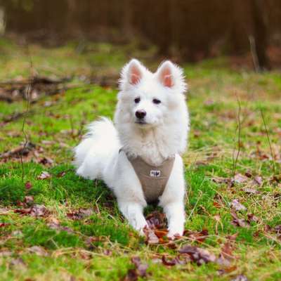 Hundetreffen-Gemeinsame Gassi-Runden-Bild