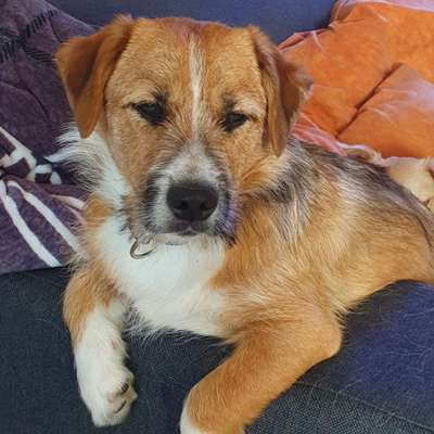 Hundetreffen-Kann jemand helfen am 22.9.24-Profilbild