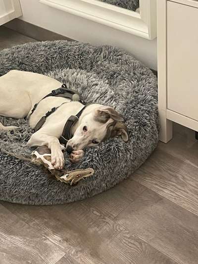 Dogorama Photo Challenge - Lieblingsspielzeug!-Beitrag-Bild