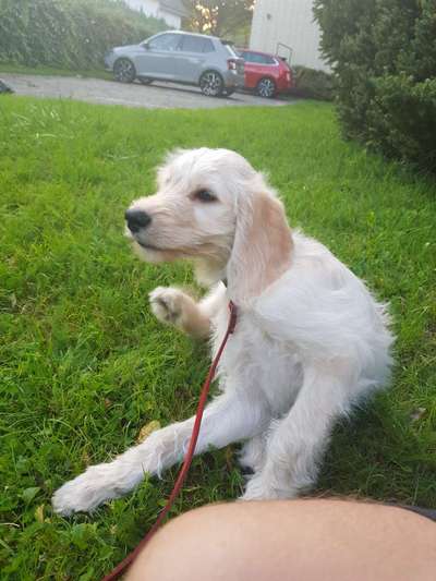 Hundetreffen-Puppy Play date in Bramfeld-See-Bild