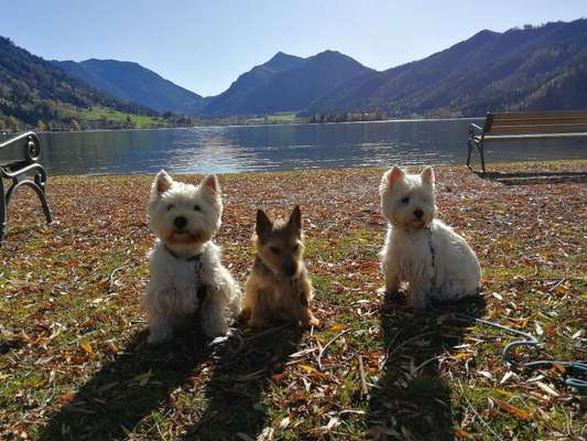 Westhighland white Terrier-Beitrag-Bild
