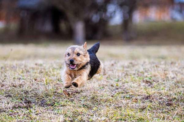 Seltene Rassen!-Beitrag-Bild