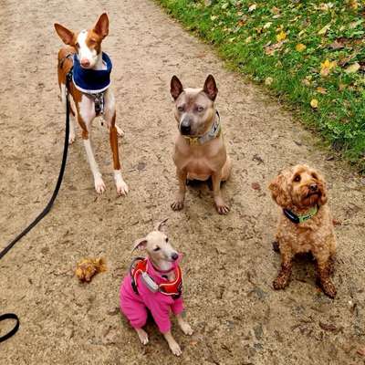 Hundetreffen-Neue Hunde Freunde gesucht-Bild