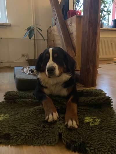 Berner Sennen-Beitrag-Bild