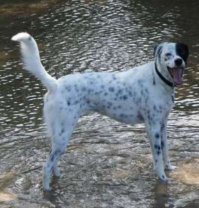 Dogorama-Monats-Challenge-Mai "Wasser"-Beitrag-Bild