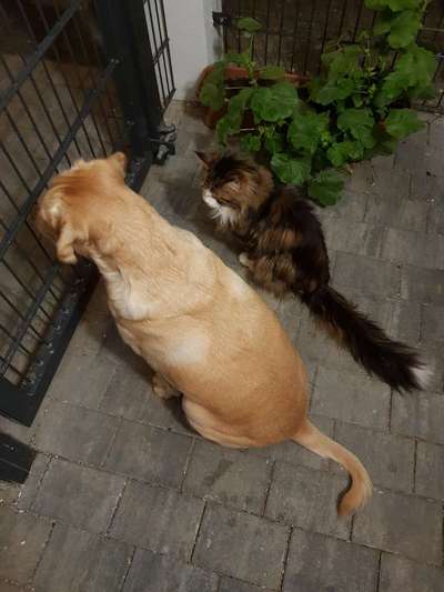 Lieblingsbild von euren Hunden?-Beitrag-Bild