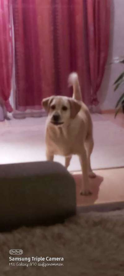 Labradorfans-Beitrag-Bild