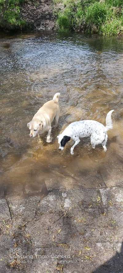 Dogorama-Monats-Challenge-Mai "Wasser"-Beitrag-Bild