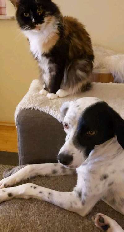 Hund und Katz Momente-Beitrag-Bild