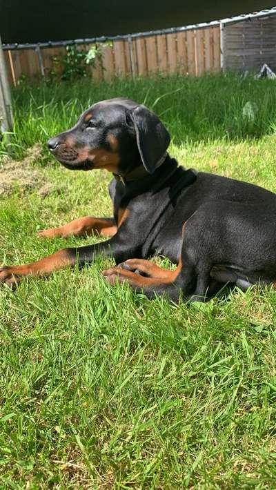 Die Dogorama Kalender Challenge Teil 1/4-Beitrag-Bild