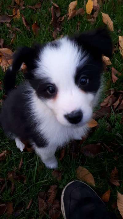 Welpen Bilder !-Beitrag-Bild