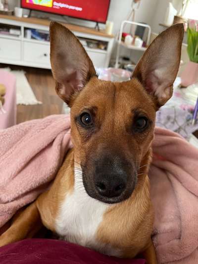 Liebhaber des Deutschen Pinscher gesucht.-Beitrag-Bild