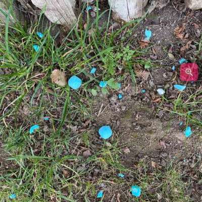 Giftköder-Giftköder-Bild