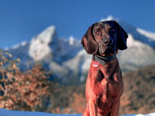 Seltene Rassen!-Beitrag-Bild