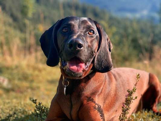 Bayerische Gebirgsschweißhund-Beitrag-Bild