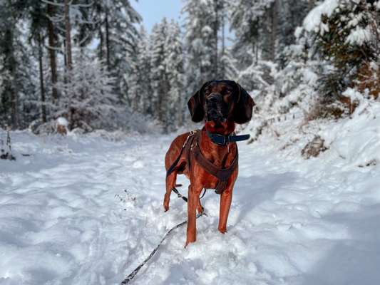 Wie heißt dein Hund?-Beitrag-Bild