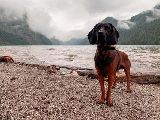 Bayerischer Gebirgsschweißhund-Beitrag-Bild