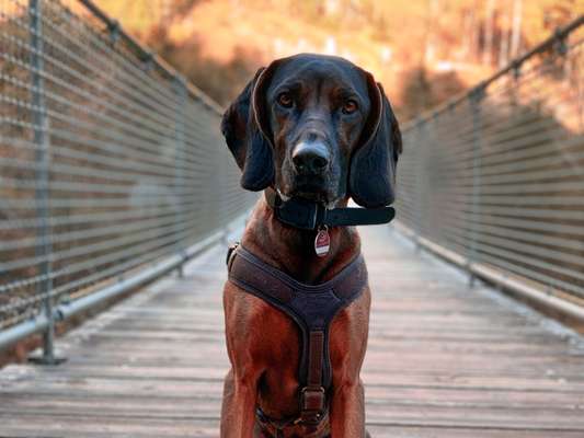 Dogorama Photo Challenge - Brücken-Beitrag-Bild