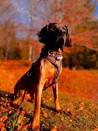 26. Farben Fotochallenge "Herbstfarben"-Beitrag-Bild