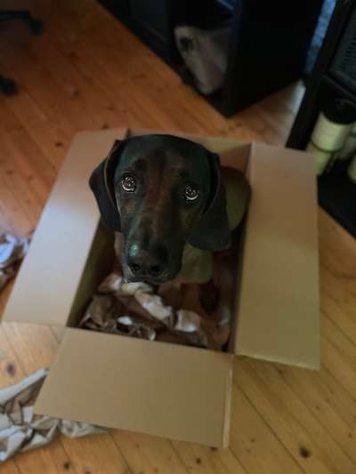 Dogorama Photo Challenge - Hundeblick zum hinschmelzen-Beitrag-Bild