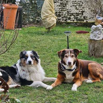 Hundetreffen-Gassirunden-Bild