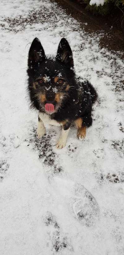 Die Dogorama Kalender Challenge Titelbild-Beitrag-Bild