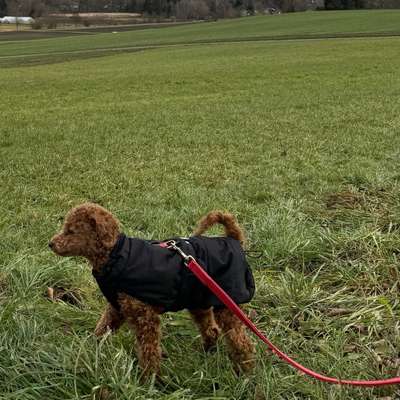 Hundetreffen-Pudeltreffen am Ammersee-Bild