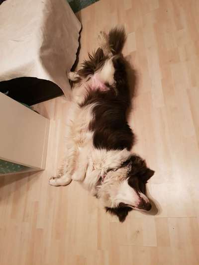 Zeigt mir die lustigsten Schlafpositionen eurer Fellnasen-Beitrag-Bild