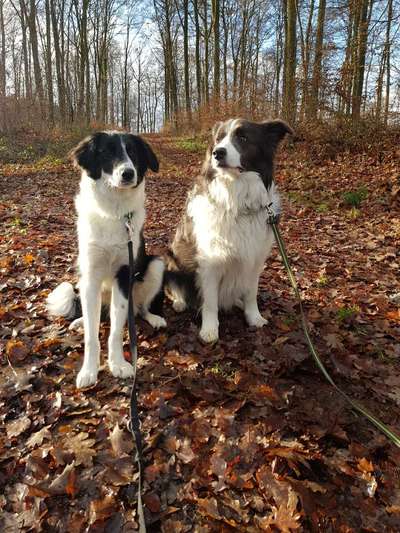 Bester Freund, Hundekumpel - zeigt her!-Beitrag-Bild