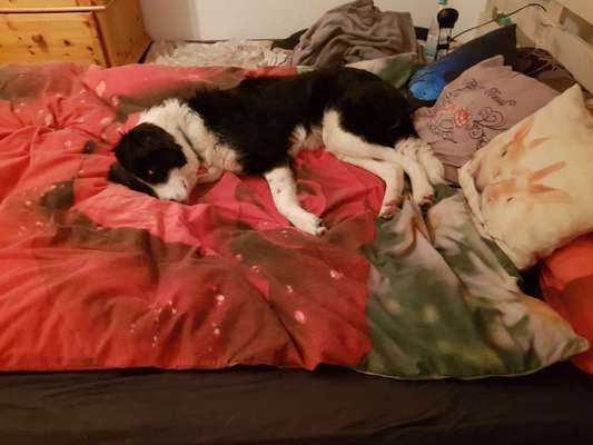 Zeigt mir die lustigsten Schlafpositionen eurer Fellnasen-Beitrag-Bild