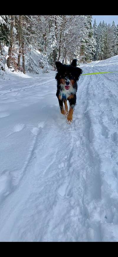 Dogorama Photo Challenge - Es wird nochmal kalt!-Beitrag-Bild