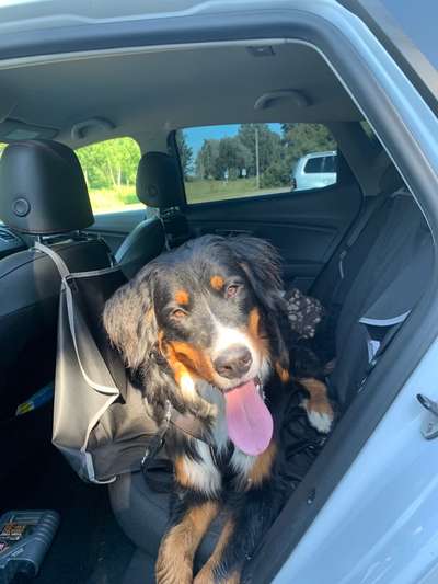 FOTOCHALLENGE 70 - Dein Hund im Auto-Beitrag-Bild