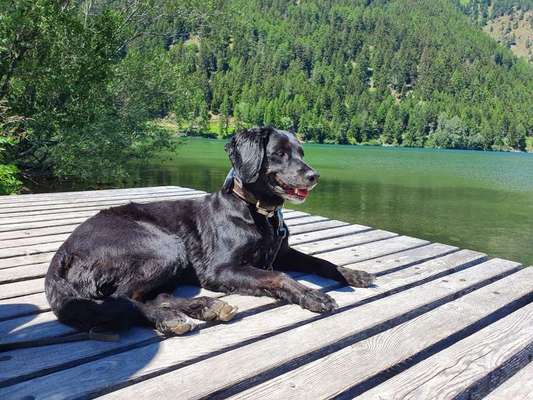 Mischlinge raten - Rätselspaß-Beitrag-Bild