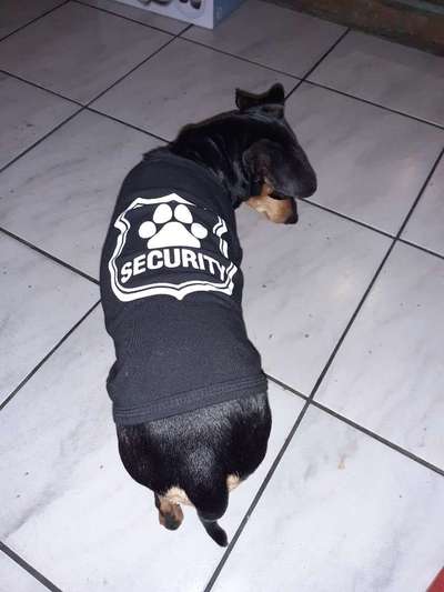 Liebhaber des Deutschen Pinscher gesucht.-Beitrag-Bild